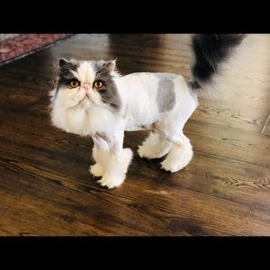 Meet your Posher, Sam